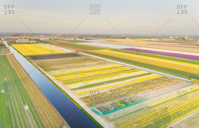 Aerial view of amazing colorful blossoming flower fields in Lisse, Netherlands
