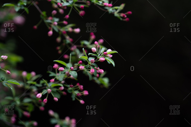 Pink buds on tree branch