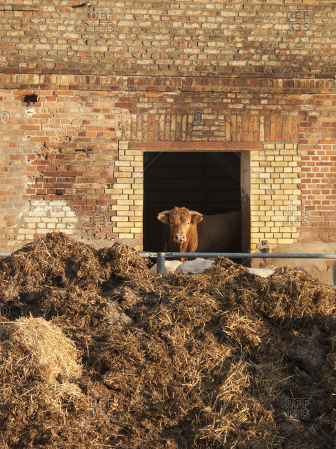 Cow looking through barn window