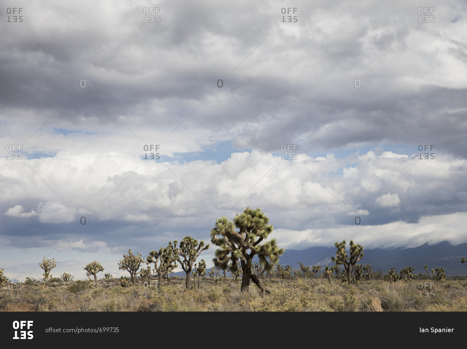 Joshua Trees sprout from the flat desert landscape in California