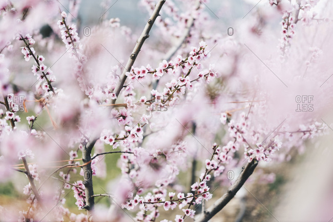 Spain- Lleida- Cherry blossoms