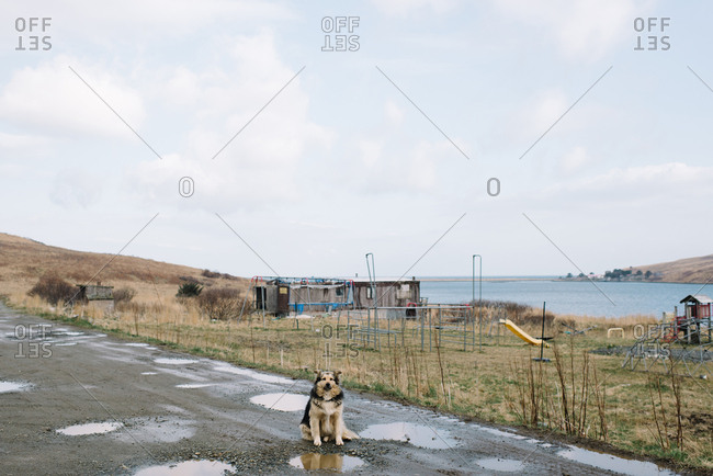 Dog sitting on muddy dirt road in rural Alaska