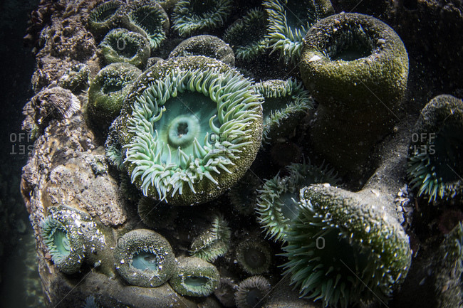 Underwater photo of colorful sea anemones attached to rock