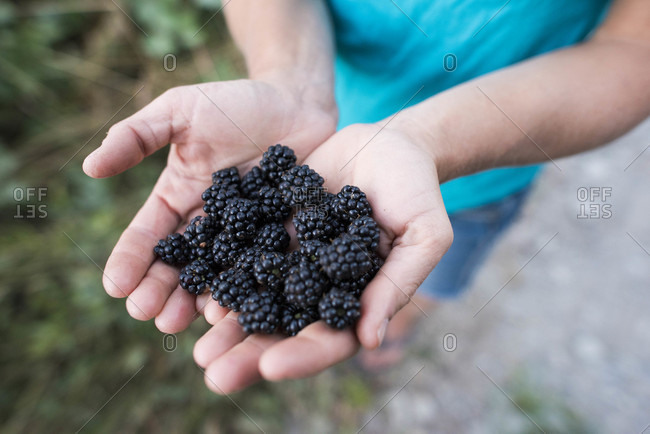 Close up of hands of woman holding handful of freshly picked blackberries