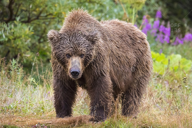 Nature photograph of single female Alaska Peninsula brown bear (Ursus arctos horribilis) in Katmai National Park and Preserve looking at camera, Alaska, USA