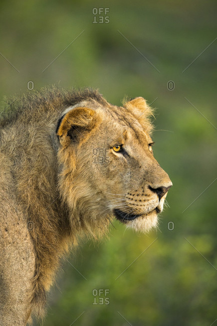 lion side face