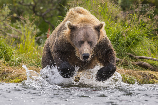 Front View Of Alaska Peninsula Brown Bear Ursus Arctos Horribilis   Photo 