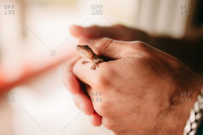 Little lizard peering up from person's grip