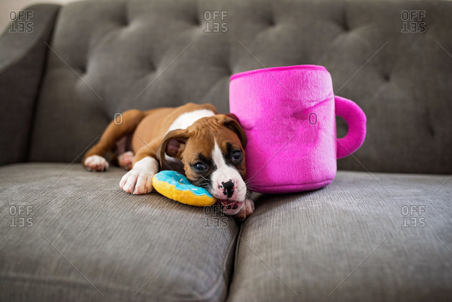 Boxer puppy lying on sofa chewing on toys