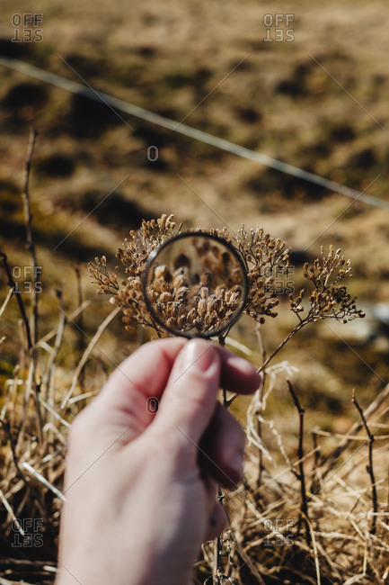 Hand of unrecognizable person focusing with magnifying glass on dry plant in nature