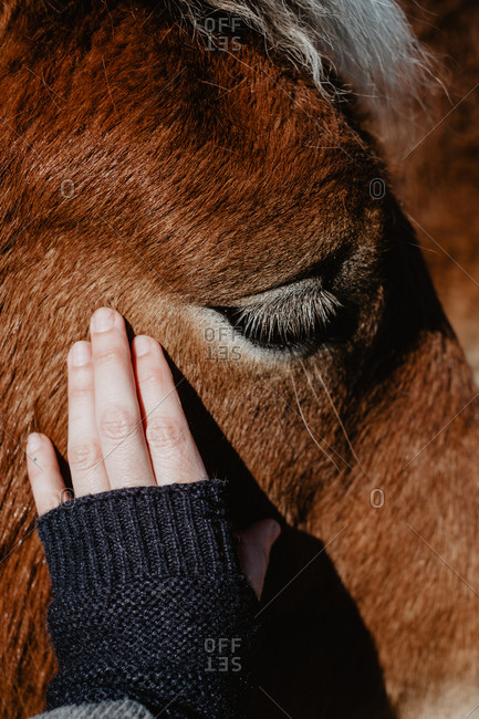 Hand touching chestnut horse