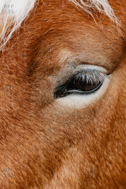 Close-up sad expressive eye of chestnut horse