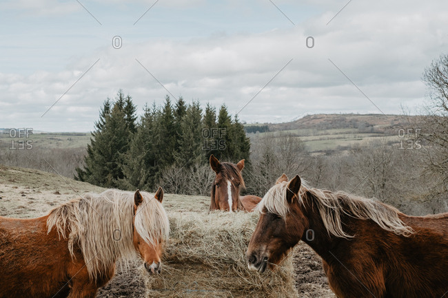 Horses eating hay from roll
