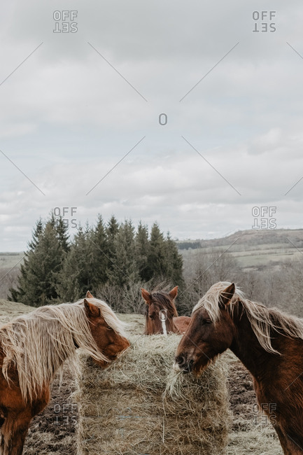Horses eating hay from roll