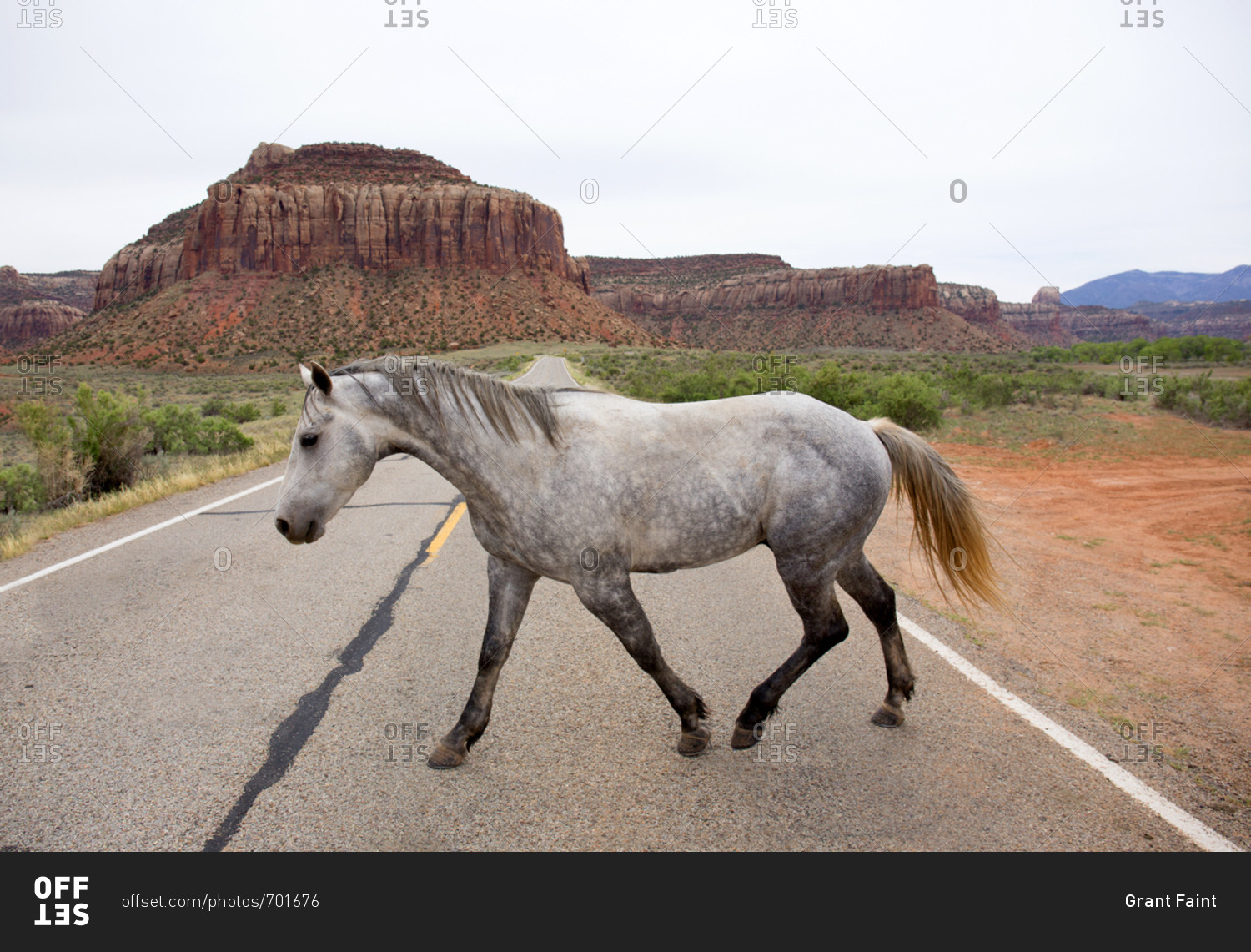Wild horse crossing two lane highway