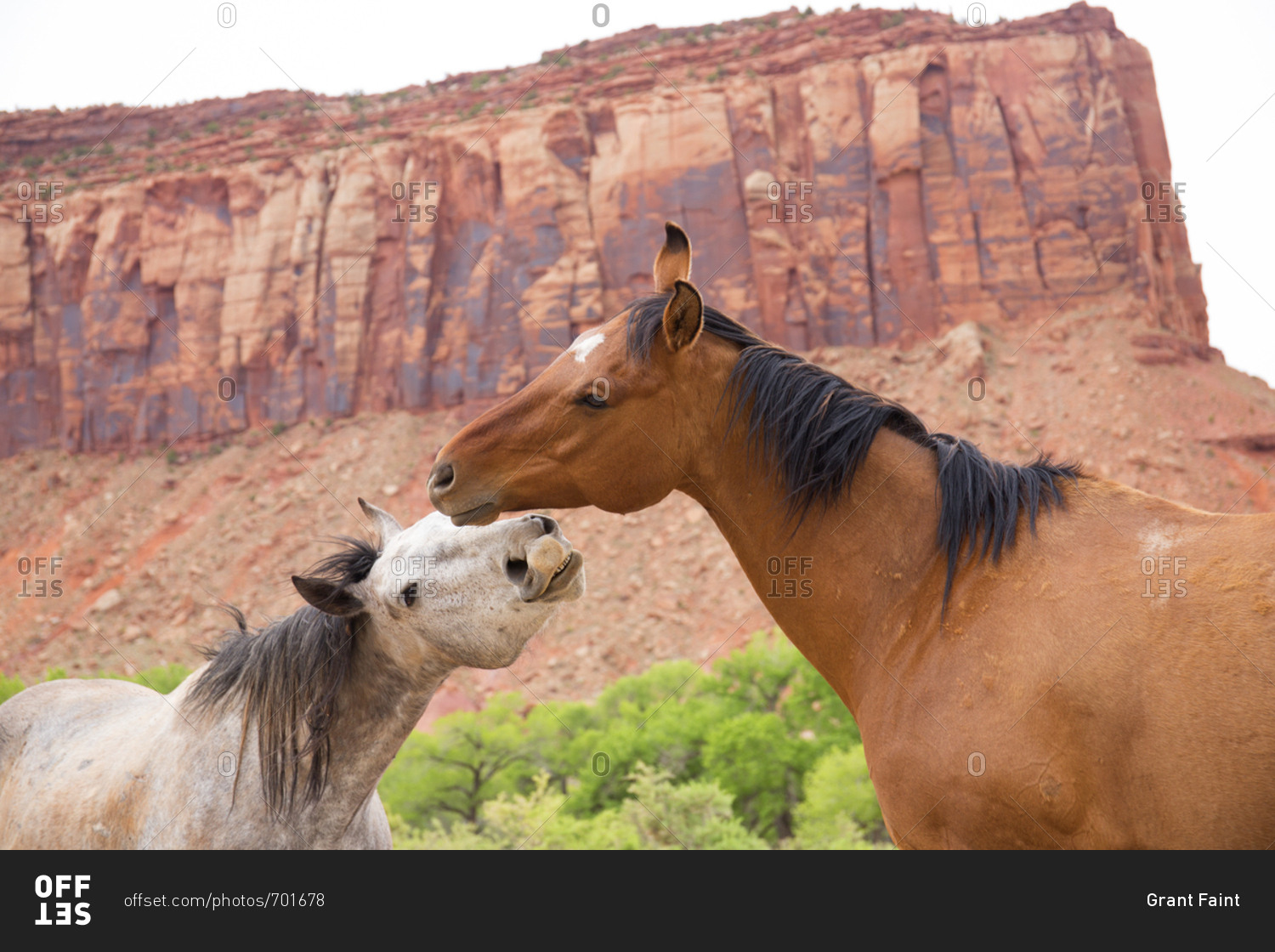 Two wild horses in Canyonlands National Park