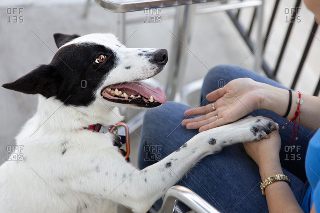 Young border collie shaking paw on female owner's lap outside