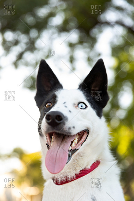 Outdoor headshot of sleek puppy with different colored eyes
