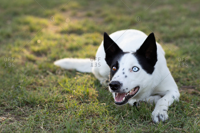 Heterochromatic dog lying on grass in semi-aggressive posture