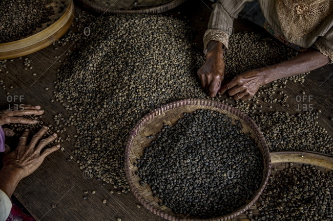 Workers selecting the best coffee beans from the local plantation in Central Java, Indonesia