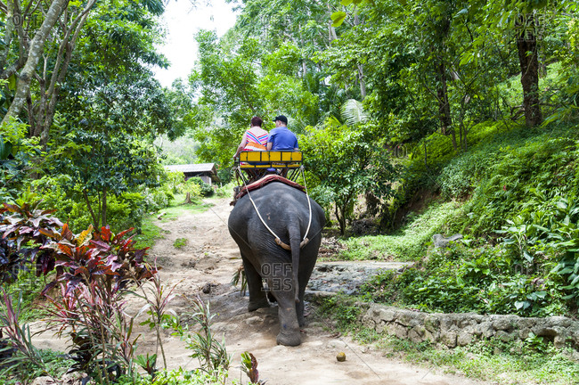 Rear view of tourists on an elephant ride in Phuket, Thailand