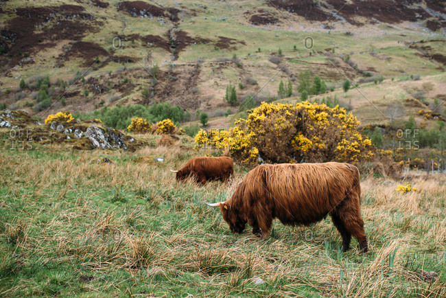 Highland cows in the Scottish Highlands