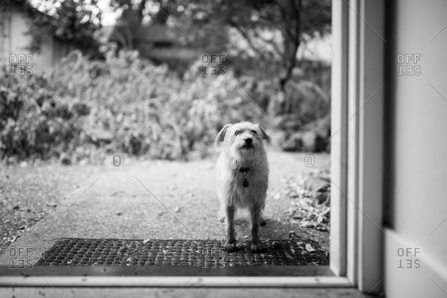 Muddy dog standing in doorway