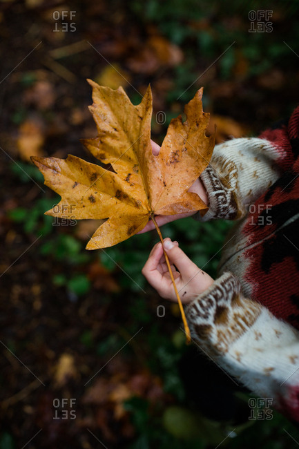 Girl holding large brown fallen leaf