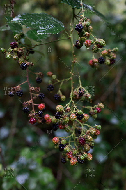 Berries growing on a vine