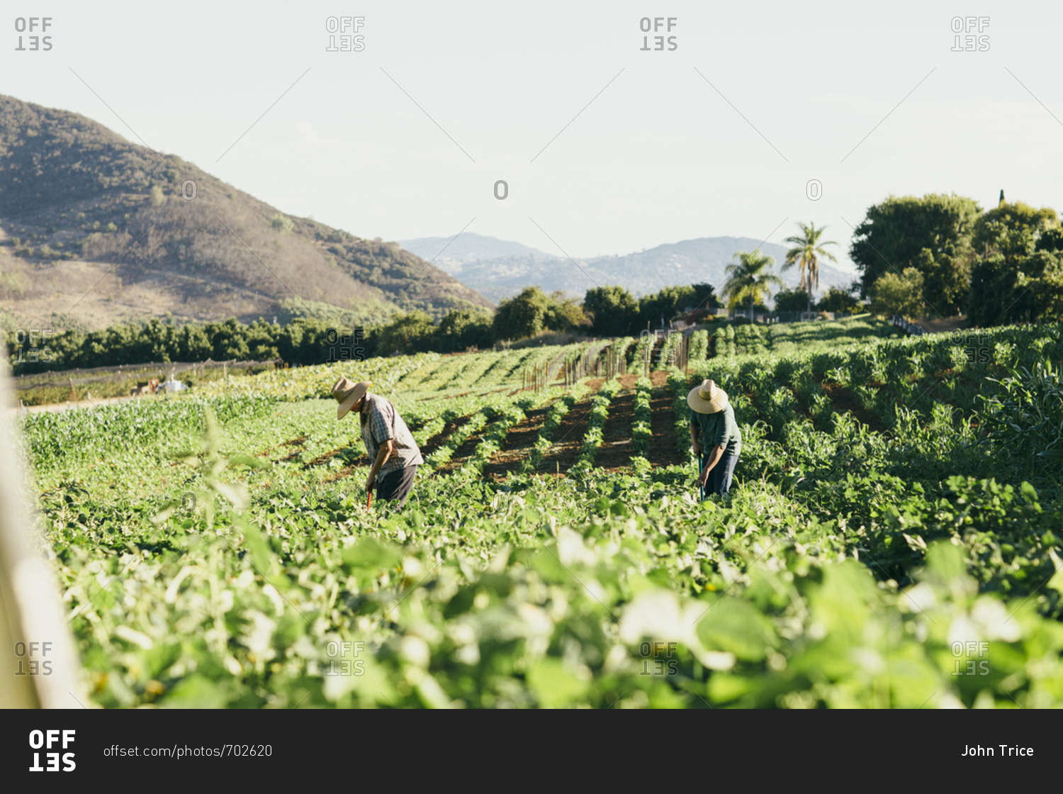 Two field workers farming on sunny day