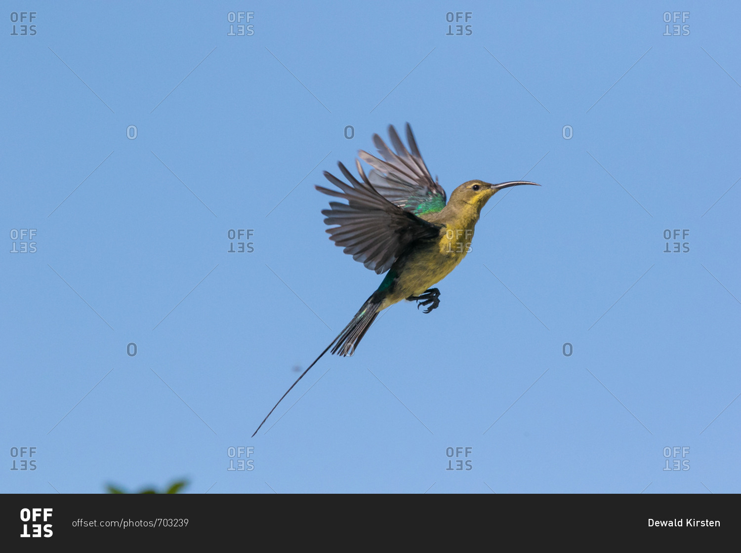 Close up image of a Malachite Sunbird feeding on flying ants in the Western Cape of South Africa