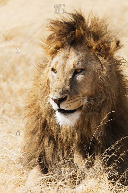 Lion (Panthera leo), Ngorongoro Crater Conservation Area, UNESCO World Heritage Site, Tanzania, East Africa, Africa