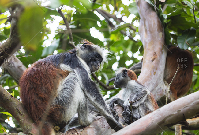 Endemic Red Colobus monkey (Piliocolobus), Jozani Forest, Jozani Chwaka Bay National Park, Island of Zanzibar, Tanzania, East Africa, Africa