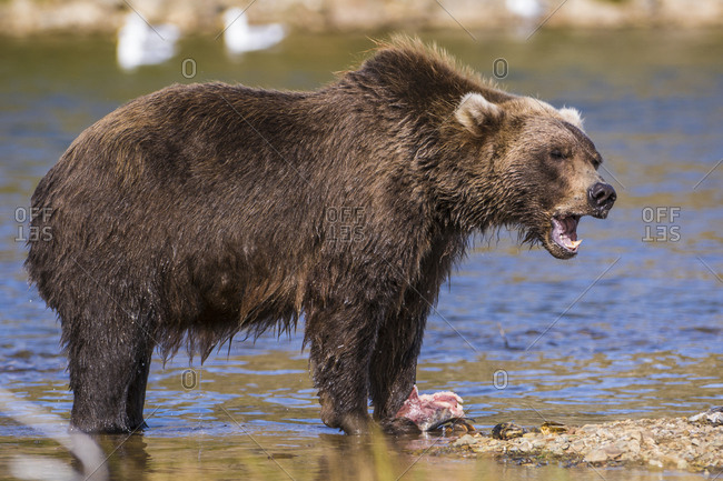 Grizzly bear (brown bear) (Ursus arctos), Moraine Creek (River), Katmai National Park and Reserve, Alaska, United States of America, North America