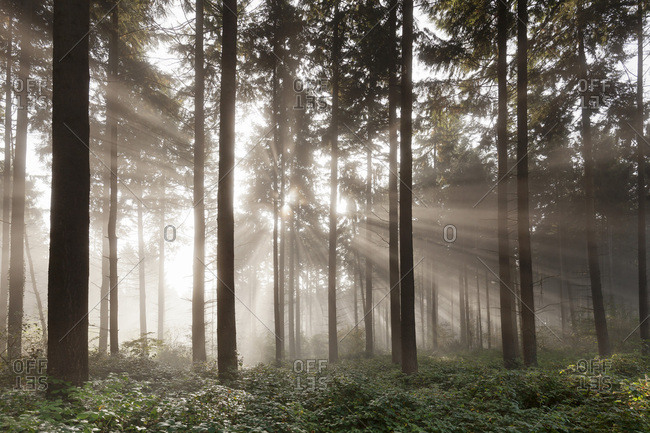 Sunbeams in a forest, Moselle Valley, Rhineland-Palatinate, Germany, Europe