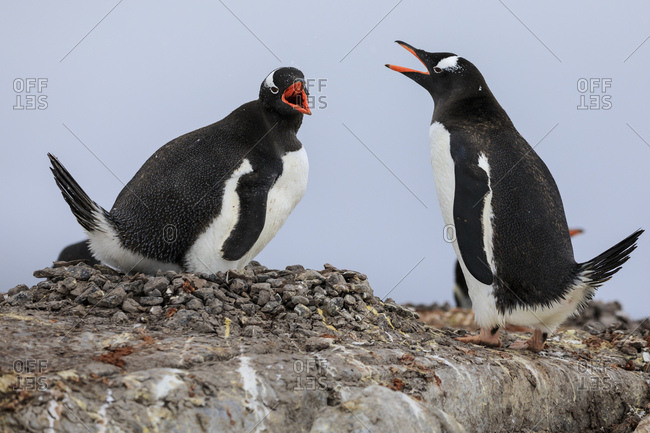 Gentoo penguin (Pygoscelis papua) pair communicating, Damoy Point, Dorian Bay, Wiencke Island, Antarctic Peninsula, Antarctica, Polar Regions