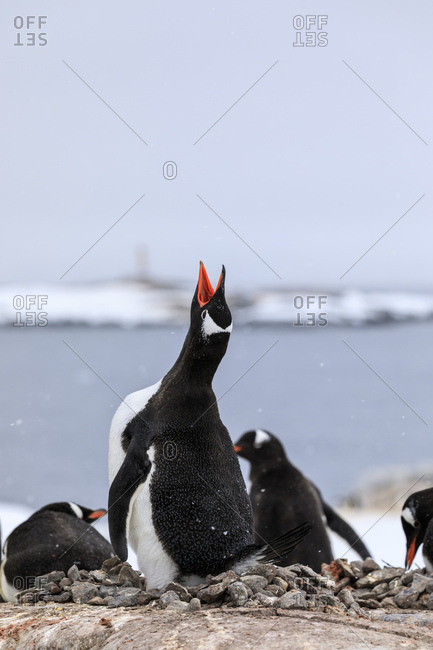 Gentoo penguin (Pygoscelis papua) calling, Damoy Point, Dorian Bay, Wiencke Island, Antarctic Peninsula, Antarctica, Polar Regions