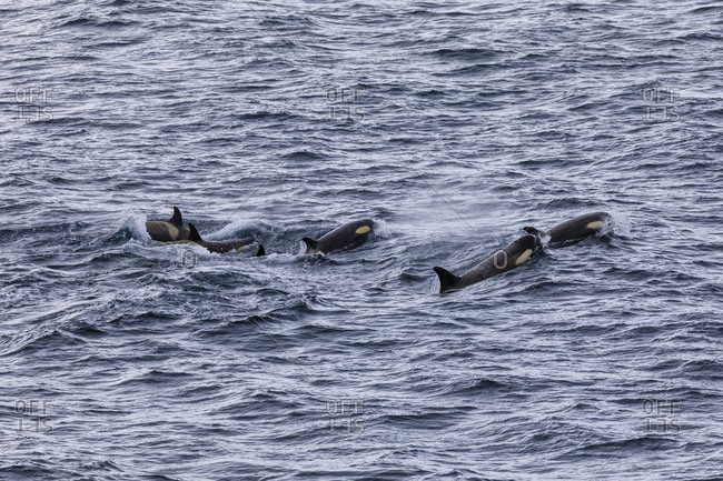 Pod of Type B Killer Whales (Orcinus orca) with yellow cast due to diatoms, Gerlache Strait, Antarctic Peninsula, Antarctica, Polar Regions