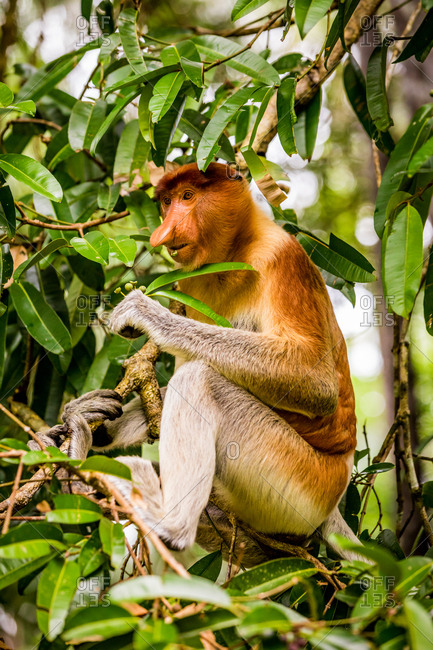 Proboscis monkey, unique and native to Malaysia in Bako National Park, Kuching, Sarawak, Borneo, Malaysia, Southeast Asia, Asia
