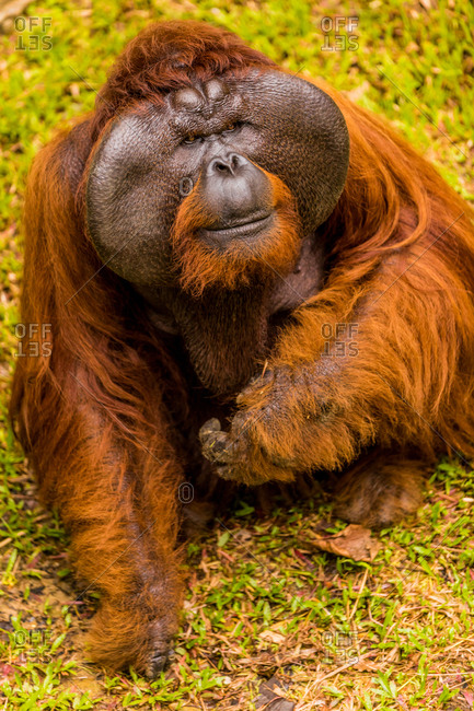Native Orangutan in Bako National Park, Kuching, Sarawak, Borneo, Malaysia, Southeast Asia, Asia