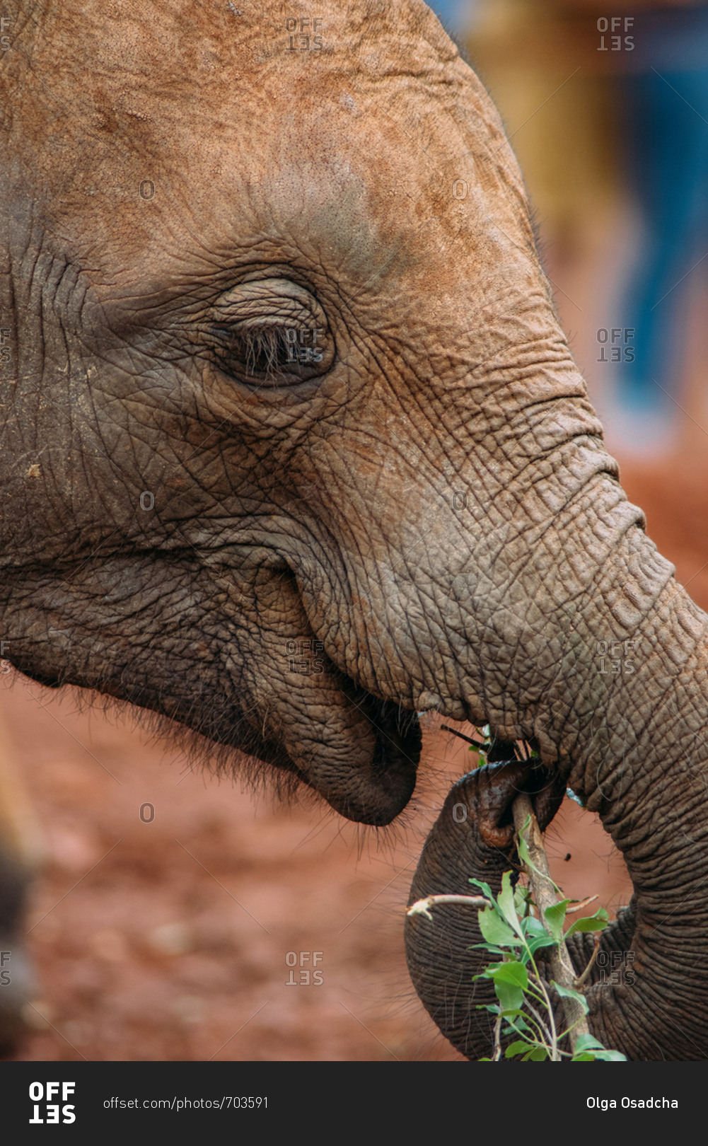 Portrait of a baby elephant eating