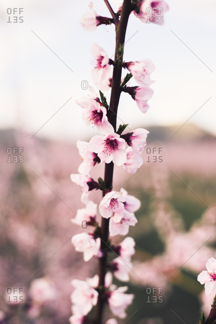 close up of a garden with almond tree and pink blooming beautiful flowers