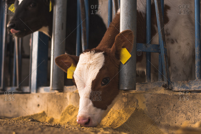 Cute small calves standing together in the corral on a farm.