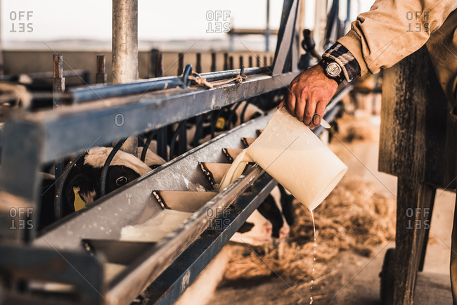 Crop hand of unrecognizable farmer pouring milk to feeding machine on a farm.