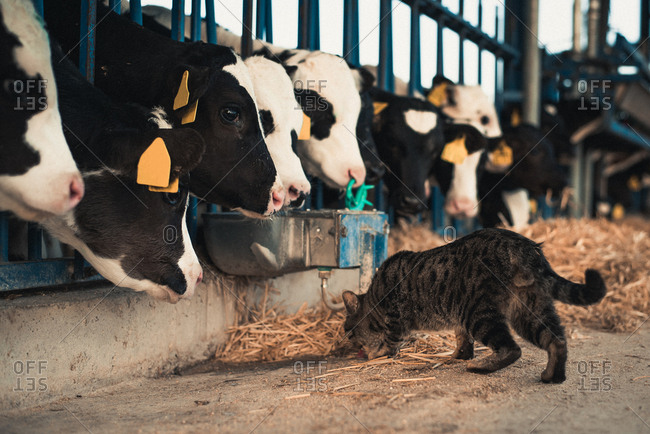 Cute cat walking at corral with small calves on a farm.