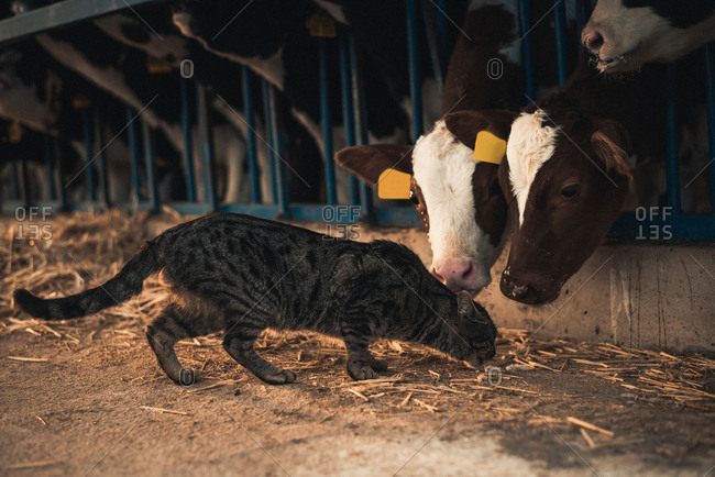 Cute cat walking at corral with small calves on a farm.