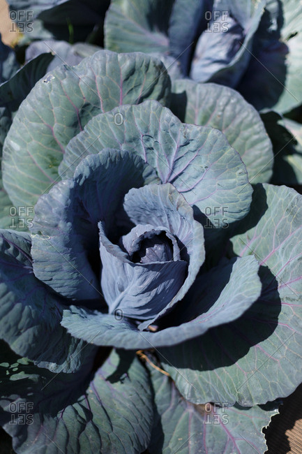 Close up view of head of ripe cabbage