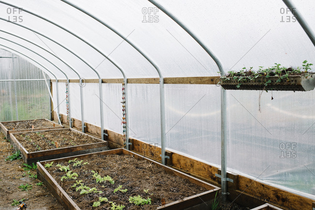 Hanging vegetable planter on sidewall of greenhouse interior