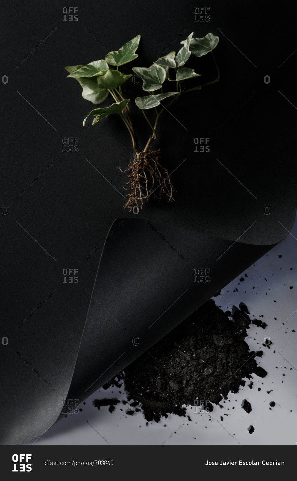 Overhead view of leaves and roots of a plant on black background and heap of earth on white background