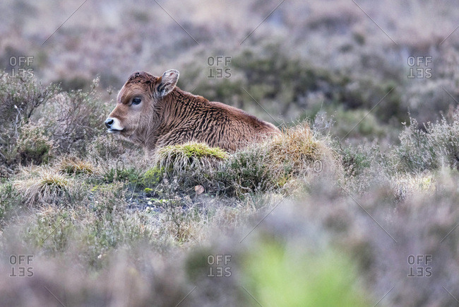 Sayaguesa calf lying down between heather.